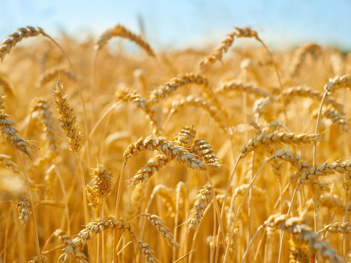 Harvest Sunday – 29th&nbsp;September